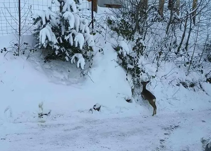 Pod Lasem Prázdninový dům
